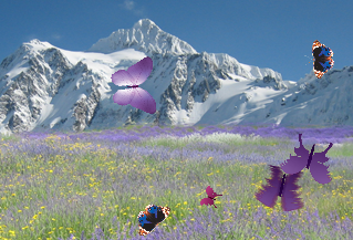 butterflies