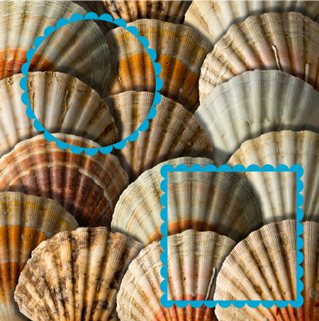 IDS_20140520_scallop24