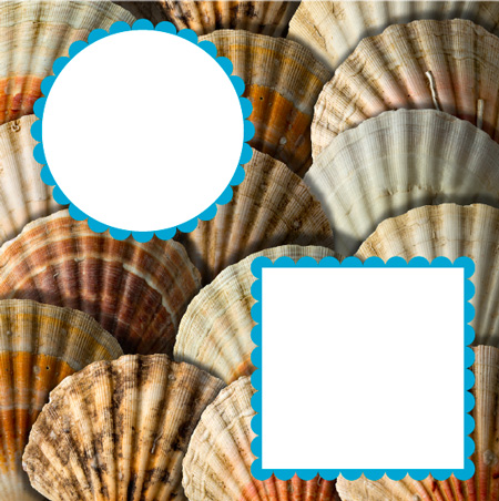 IDS_20140520_scallop25