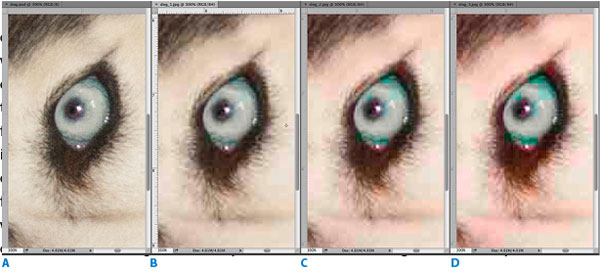 Figure 4?A: Original PSD.?B: First-generation JPEG, using Low Quality. Note rectangular artifacts, especially in eye, as well as some color shift.?C: JPEG “B,” resaved with same Low Quality setting.?D: JPEG “C,” resaved with same Low Quality setting. Note extreme rectangular artifacts.