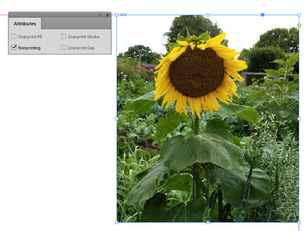 Figure 2: The Attributes panel shows that this photo will not appear in print output.
