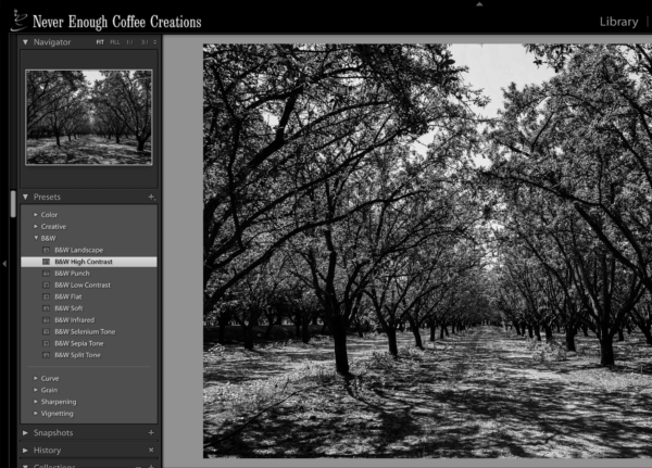 The black and white presets panel in Lightroom Classic