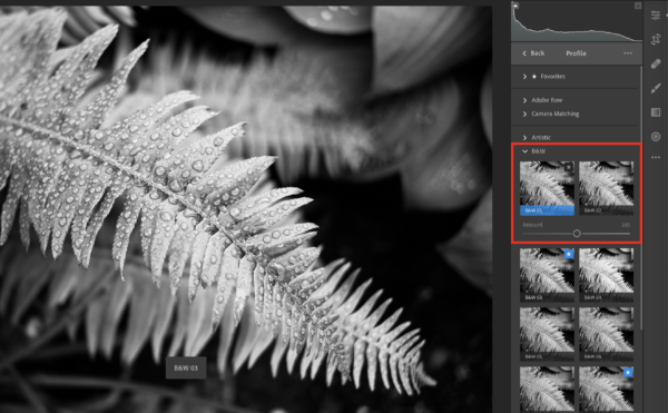 A black and white profile selected in Lightroom, showing the Amount slider.