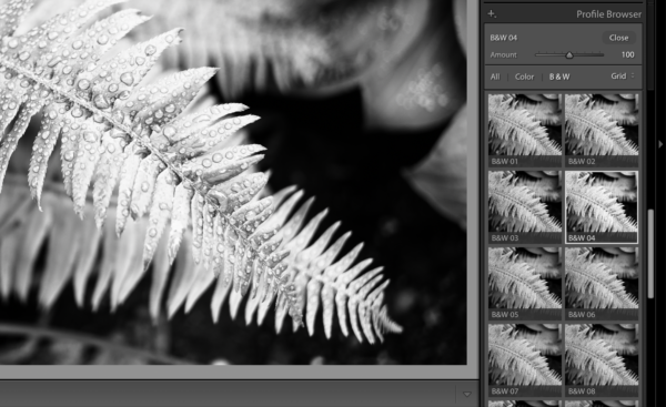 Black and white profiles shown as thumbnails.