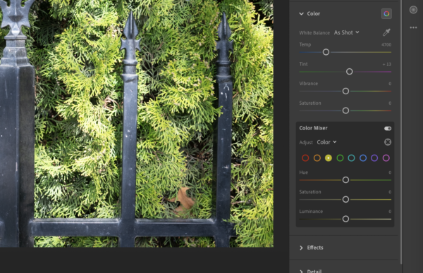 An image of a black metal fence holding back green bushes being edited in Lightroom.