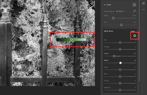 An image of bushes in Lightroom, with the Targeted Adjustment Tool selected and displaying the green hues of the area being dragged.
