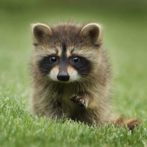 Raccoon