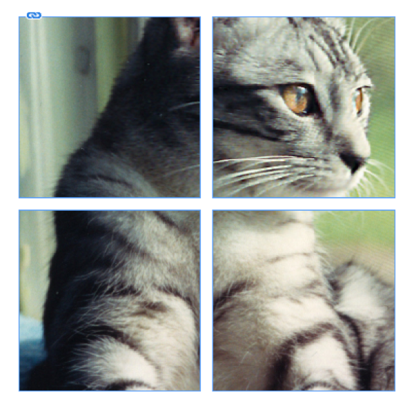 A single photo of a cat placed in InDesign within multiple frames
