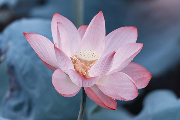 Pink lotus flower against blue-grey blurred background.