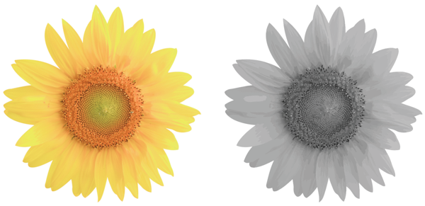 Same photo of yellow daffodil blossom head-on: left photo in color, right photo in black and white.