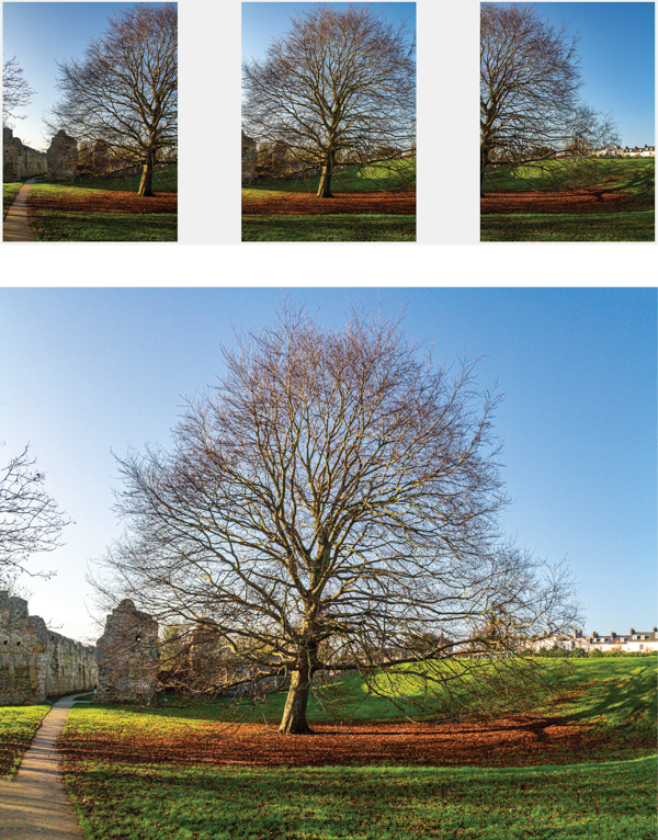 Four unretouched vertical source photos of tree plus corrected composite image.