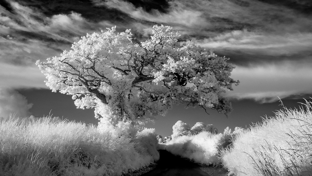 tree, sky, road and grass photographed in infrared