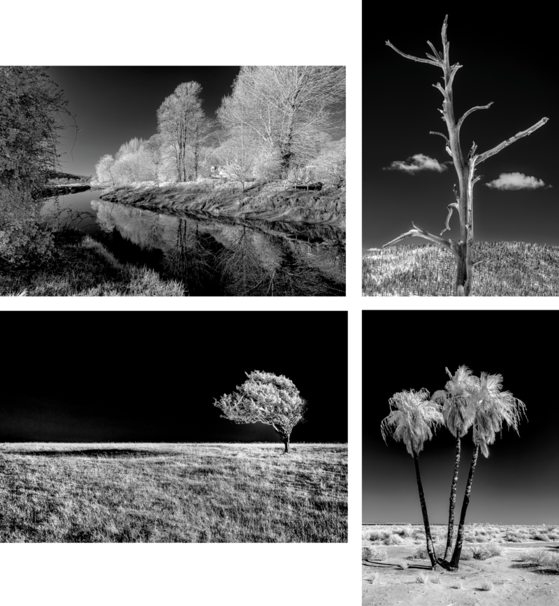 Four infrared photos of trees contrasting against solid sky