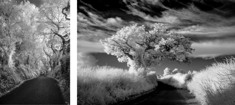 Two examples of photos of trees and foliage, with foliage taking on almost a white glow against dark sky and ground.