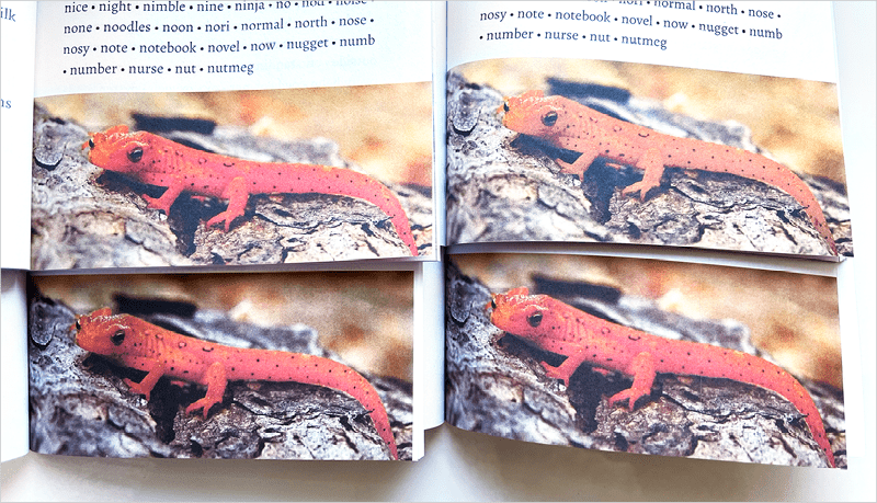Figure 6. This photo was similarly bright when printed by Amazon KDP (top left), Barnes & Noble Press (bottom left), and Lulu (bottom right), but looked washed out and muddy when printed by Blurb (top right).
