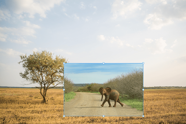 Figure 4. Add the elephant photo to the background image.
