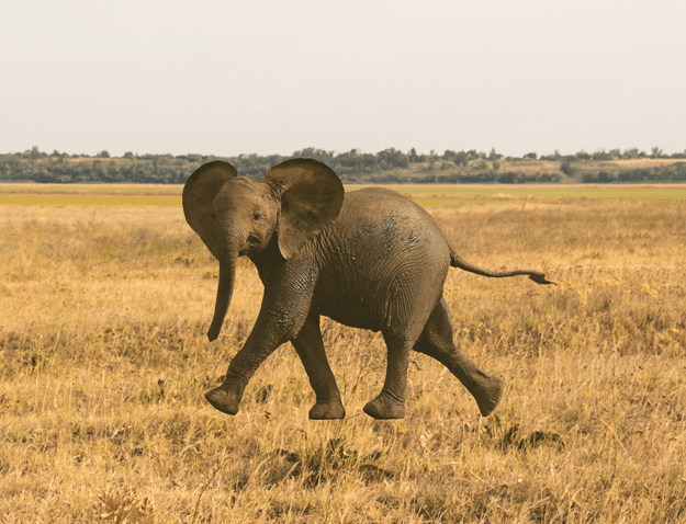 Figure 5. Make a selection, and add a layer mask to isolate the elephant.