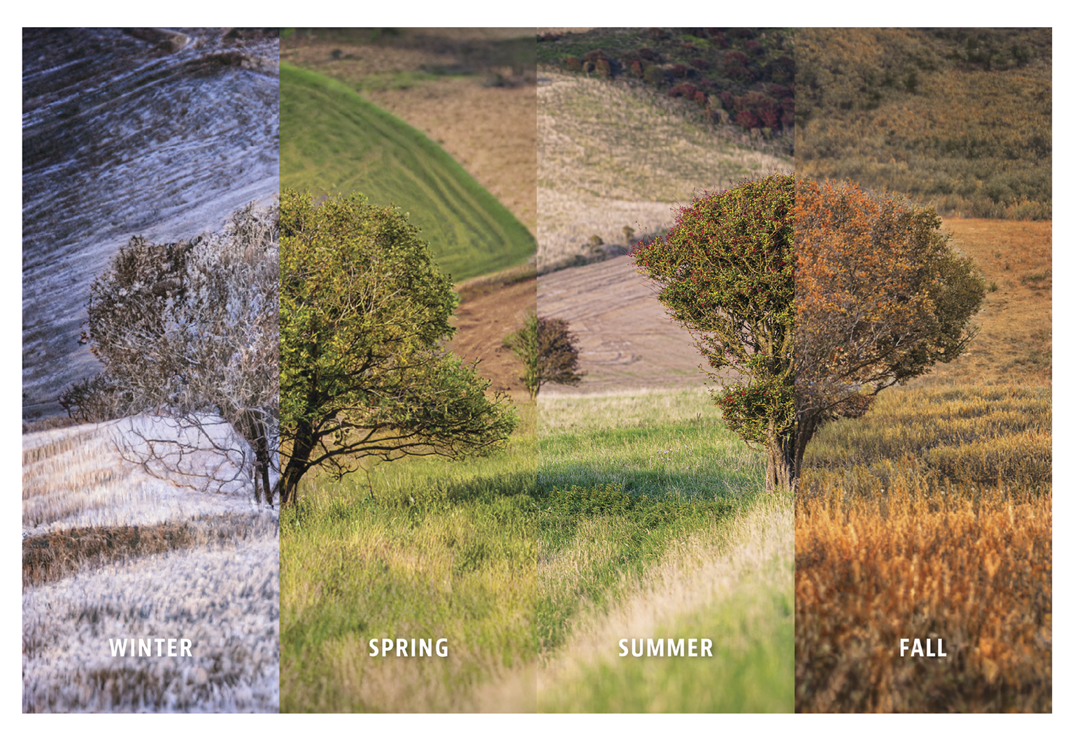 A collage depicting a single tree in four different seasons: a snow-covered tree in winter, a blooming field in spring, a lush green tree in summer, and a tree with orange leaves in fall. each labeled with respective season.