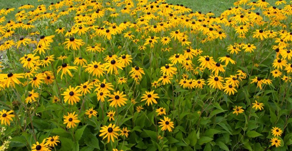 A field of black-eyed Susans in bloom.