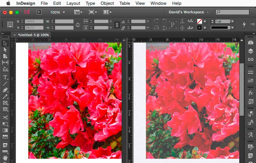 Two photos of the roses side by side. Left photo is saturated and vibrant; right photo is lighter and faded/washed out.