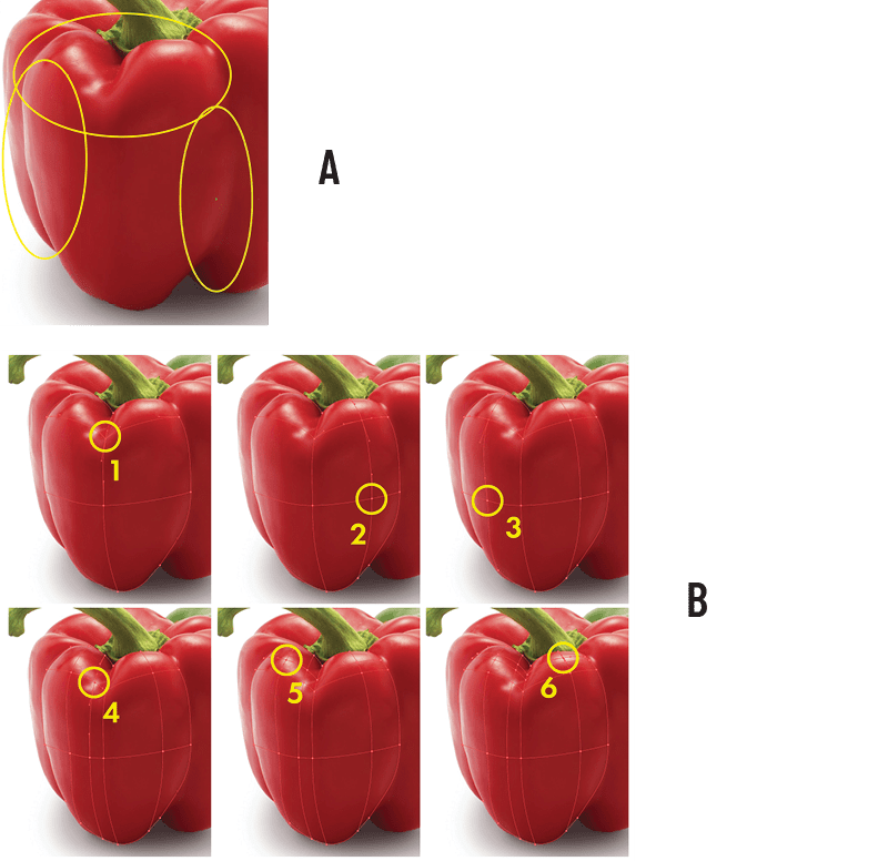 Top photo (A) shows detail of red pepper with three areas highlighted with yellow circles. Bottom photo (B) shows six coppies of the photo, each image highlighting an intersecting pair of horizontal and vertical lines on the mesh, with the intersecting points numbered 1 through 6.