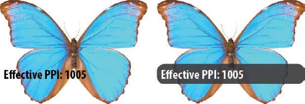 Same photo with live caption label side by side. Left label is black text with no color in frame. Right label frame has rounded corners, slight transparency on black fill, and reversed type.